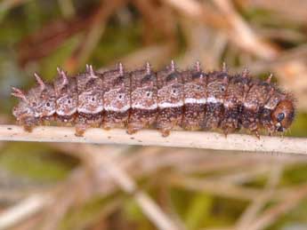  Chenille de Boloria eunomia Esp. - �Wolfgang Wagner, www.pyrgus.de