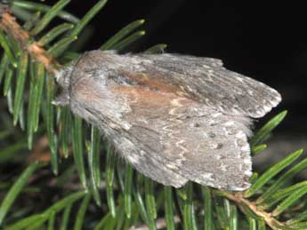 Stauropus fagi L. adulte - �Philippe Mothiron