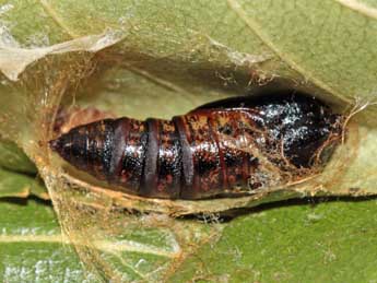  Chrysalide de Drepana falcataria L. - �Jean-Paul Coat