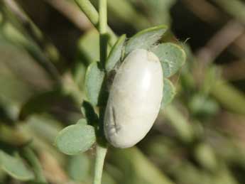  Chrysalide de Zygaena fausta L. - �Emilien Teulier