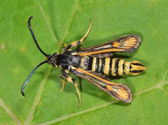 Bembecia fibigeri Last. adulte - �Philippe Mothiron