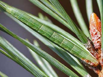  Chenille de Pennithera firmata Hb. - �Raymond Villatte
