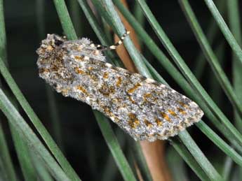 Polymixis flavicincta D. & S. adulte - �Philippe Mothiron