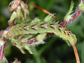  Chenille de Entephria flavicinctata Hb. - �Wolfgang Wagner, www.pyrgus.de