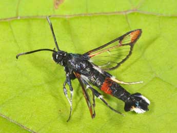 Synanthedon formicaeformis Esp. adulte - �Philippe Mothiron