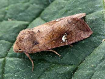 Amphipoea fucosa Frr adulte - �Daniel Morel