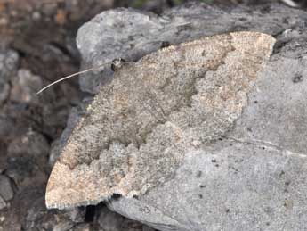 Gnophos furvata D. & S. adulte - �Philippe Mothiron