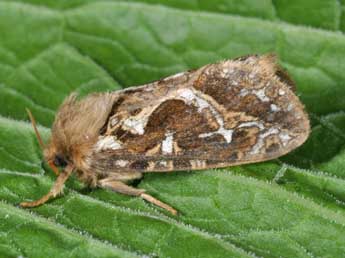 Korscheltellus fusconebulosus De Geer adulte - �Philippe Mothiron