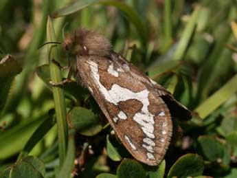 Gazoryctra ganna Hb. adulte - �Michel Billard