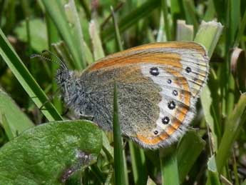 Coenonympha gardetta Prun. adulte - �Philippe Mothiron
