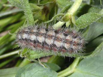  Chenille de Adscita geryon Hb. - �Wolfgang Wagner, www.pyrgus.de