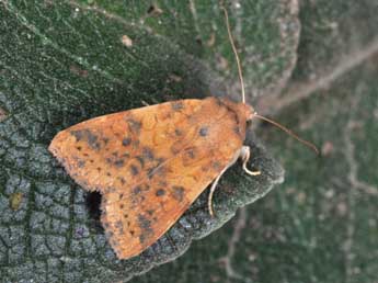 Cirrhia gilvago D. & S. adulte - �Philippe Mothiron