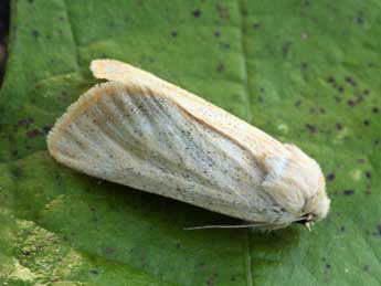 Episema glaucina Esp. adulte - �Daniel Morel