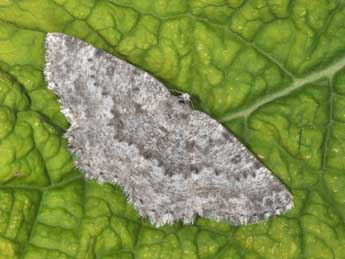 Charissa glaucinaria Hb. adulte - �Philippe Mothiron