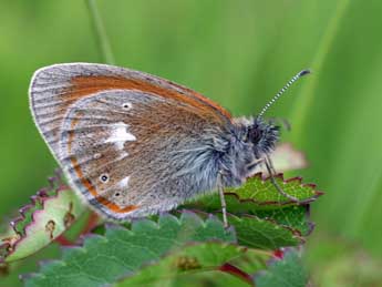Coenonympha glycerion Bkh. adulte - �Daniel Morel