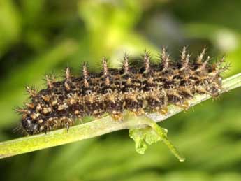 Chenille de Boloria graeca Stgr - �Wolfgang Wagner, www.pyrgus.de