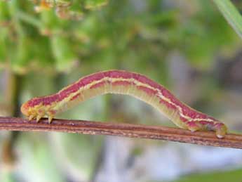  Chenille de Eupithecia gratiosata H.-S. - �Claude Tautel