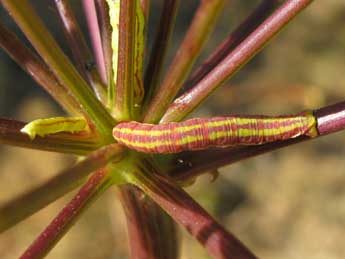  Chenille de Eupithecia gratiosata H.-S. - �Claude Tautel
