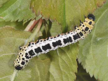  Chenille de Abraxas grossulariata L. - �Philippe Mothiron