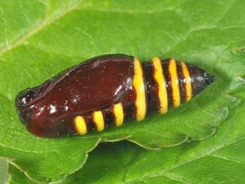  Chrysalide de Abraxas grossulariata L. - �Philippe Mothiron