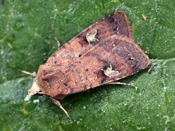 Diarsia guadarramensis Brsn adulte - �Daniel Morel