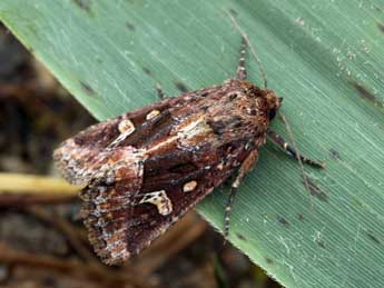 Celaena haworthii Curt. adulte - �Daniel Morel