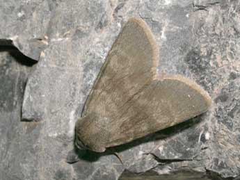 Rhyacia helvetina Bsdv. adulte - �Jean-Pierre Lamoline