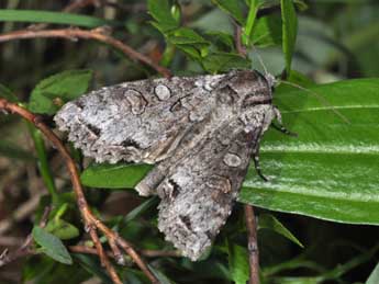 Polia hepatica Cl. adulte - �Philippe Mothiron