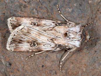 Agrotis herzogi Rbl adulte - �Wolfgang Wagner, www.pyrgus.de