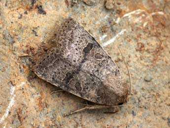 Hoplodrina hesperica Duf. & Brs adulte - �Daniel Morel