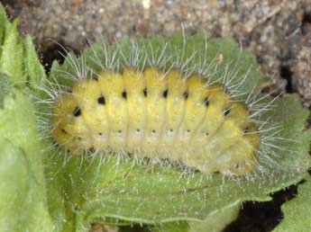  Chenille de Zygaena hilaris O. - �Wolfgang Wagner, www.pyrgus.de