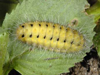  Chenille de Zygaena hilaris O. - �Wolfgang Wagner, www.pyrgus.de