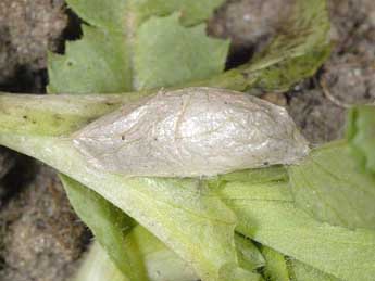  Chrysalide de Zygaena hilaris O. - �Wolfgang Wagner, www.pyrgus.de