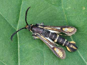 &copy;Lionel Taurand. Bembecia himmighoffeni Stgr