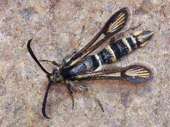 Bembecia himmighoffeni Stgr adulte - �Lionel Taurand