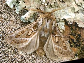 Ulochlaena hirta Hb. adulte - �Daniel Morel