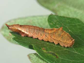  Chenille de Cilix hispanica Perez de G - �Samuel Ducept