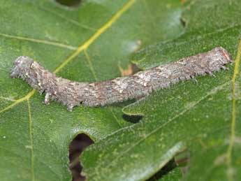  Chenille de Gerinia honoraria D. & S. - �Jean-Paul Coat