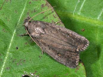 Proxenus hospes Frr adulte - �Philippe Mothiron