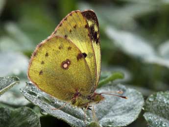Colias hyale L. adulte - �Daniel Morel