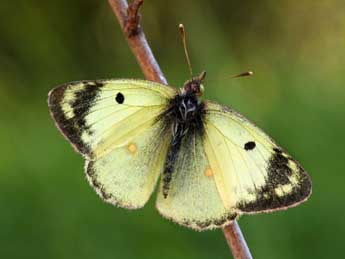 Colias hyale L. adulte - �Daniel Morel