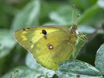 Colias hyale L. adulte - �Daniel Morel