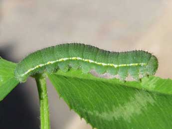  Chenille de Colias hyale L. - �Timothy Cowles