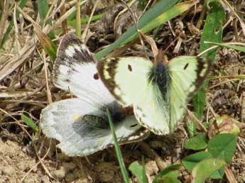 Colias hyale L. adulte - �Timothy Cowles