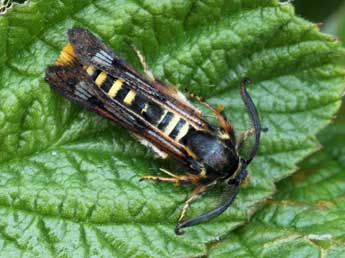 Pennisetia hylaeiformis Lasp. adulte - �Daniel Morel