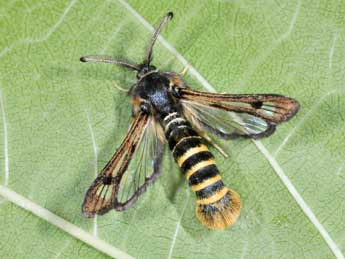 Pennisetia hylaeiformis Lasp. adulte - �Philippe Mothiron