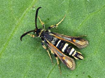 Bembecia iberica Spatenka adulte - �Daniel Morel