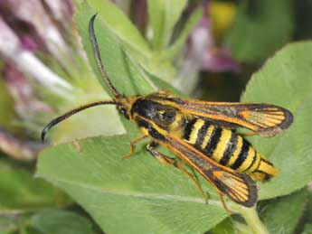 Bembecia iberica Spatenka adulte - �Philippe Mothiron