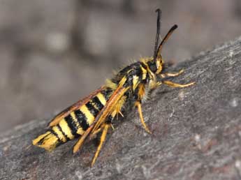 Bembecia iberica Spatenka adulte - �Philippe Mothiron