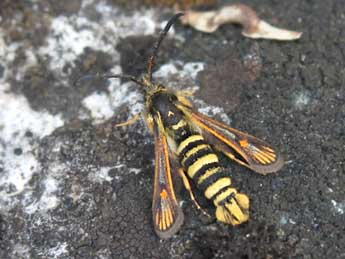 Bembecia iberica Spatenka adulte - �Denis Vandromme